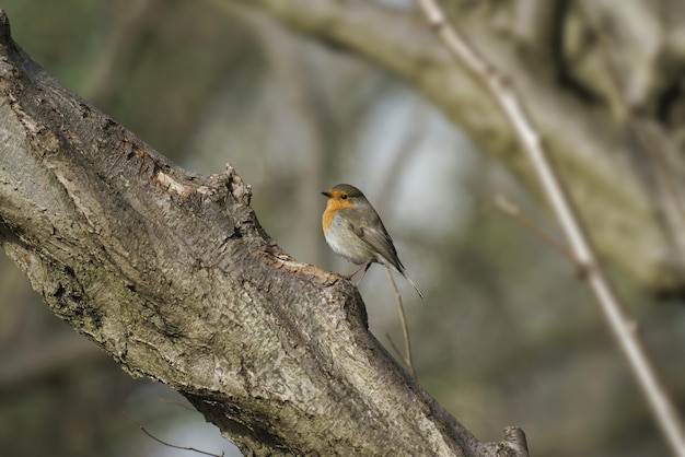 Disparo de enfoque selectivo de un adorable pájaro robin en la rama de un árbol grueso