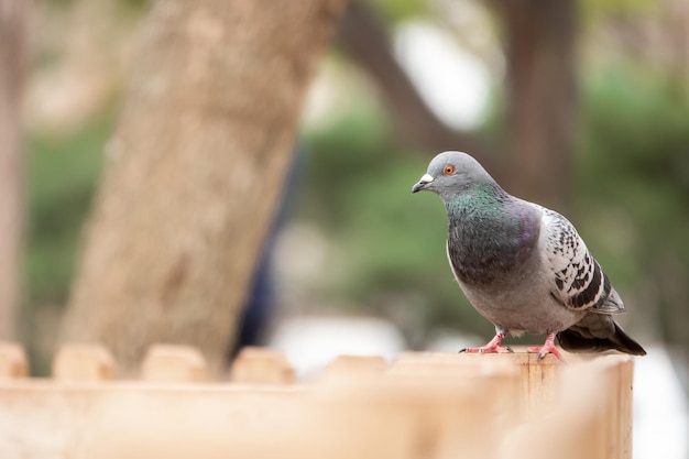 Foto gratuita disparo de enfoque selectivo de una adorable paloma manchada de pie en la cerca del parque