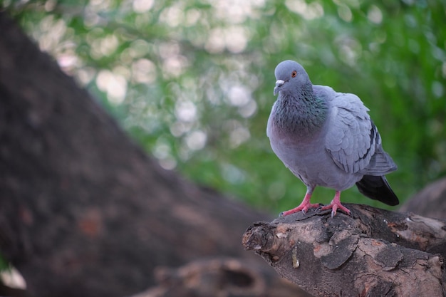 Disparo de enfoque selectivo de una adorable paloma en el tronco de un árbol