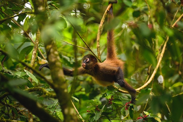 Disparo de enfoque selectivo de un adorable pequeño mono en el árbol