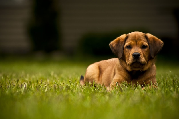 Disparo de enfoque selectivo de un adorable perro acostado en un campo de hierba