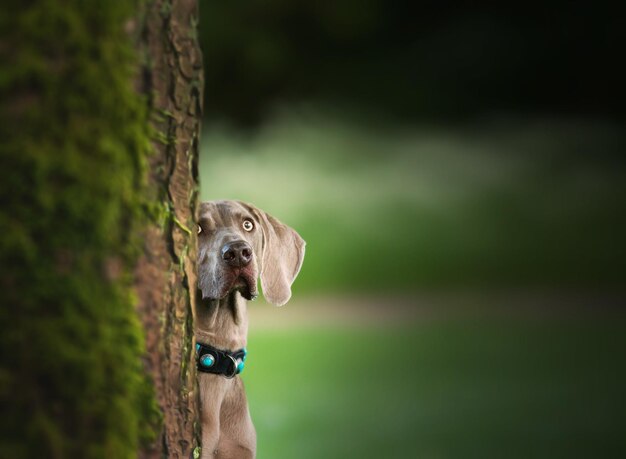 Foto gratuita disparo de enfoque selectivo de un adorable perro weimaraner al aire libre durante el día