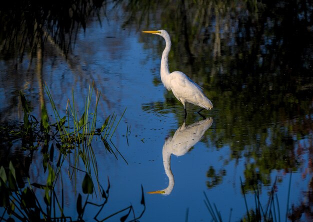 Disparo de enfoque selectivo de agua que refleja la garza