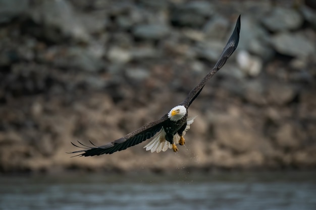 Disparo de enfoque selectivo de un águila calva volando sobre el río Susquehanna en Maryland