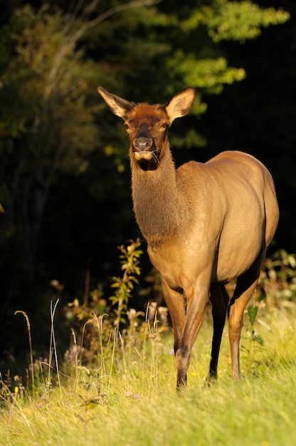 Disparo de enfoque selectivo de un alce en el Parque Nacional Prince Albert, Saskatchewan, Canadá