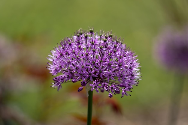 Disparo de enfoque selectivo de Allium pallasii púrpura