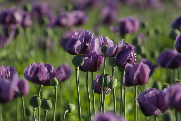 Foto gratuita disparo de enfoque selectivo de amapolas lilas en un campo