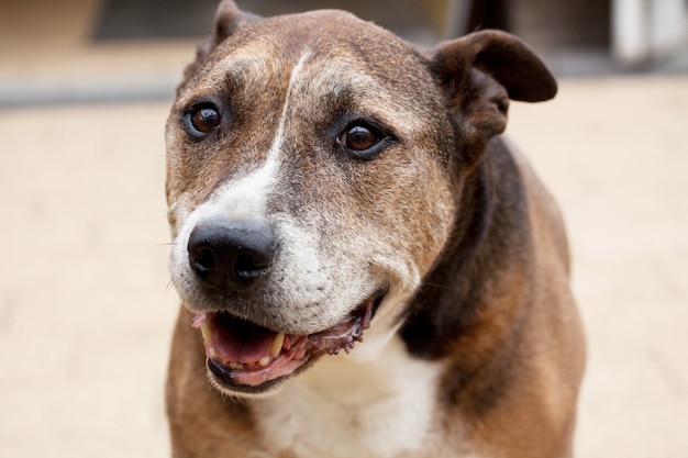 Foto gratuita disparo de enfoque selectivo de american staffordshire terrier