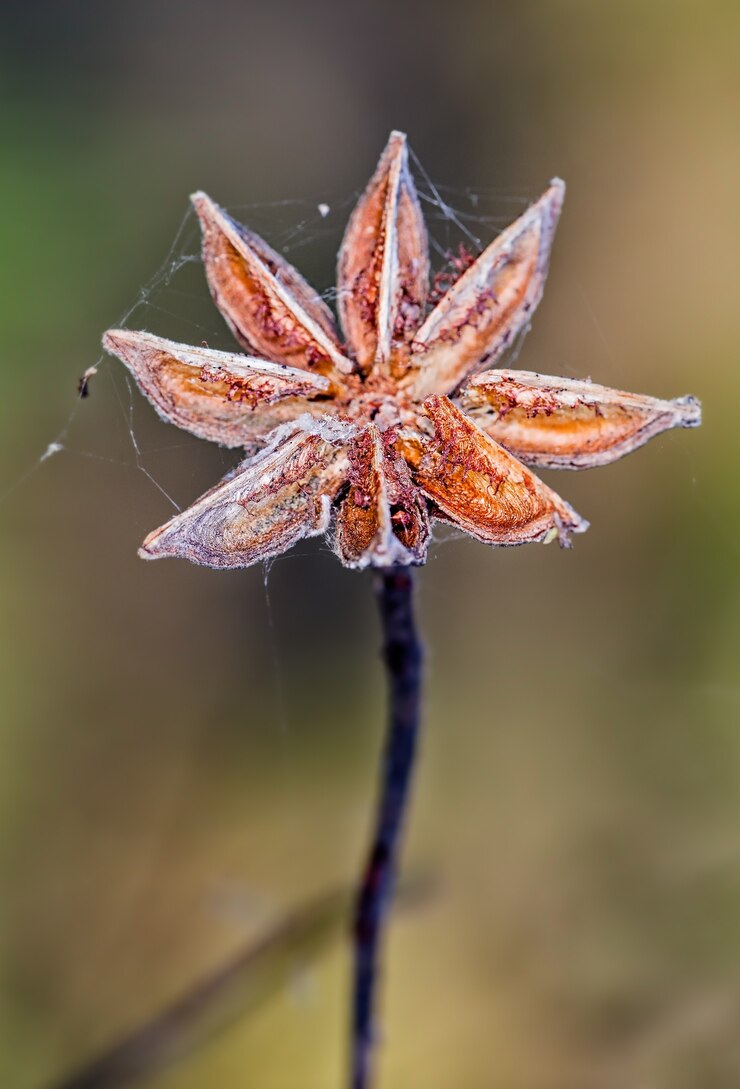 Foto gratuito disparo de enfoque selectivo de anís estrellado seco con una telaraña