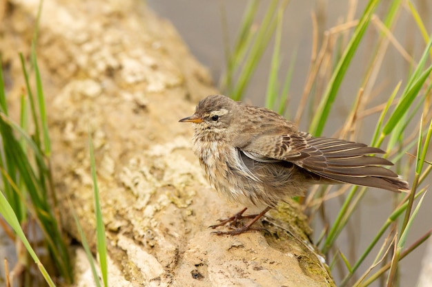 Disparo de enfoque selectivo de Anthus spinoletta o bisbita de agua encaramado en un pastel