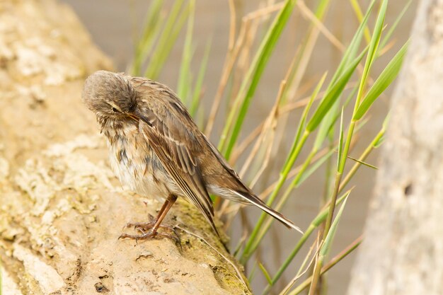 Disparo de enfoque selectivo de Anthus spinoletta o bisbita de agua encaramado sobre un trozo de madera