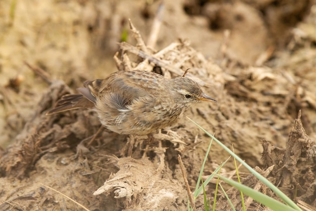 Disparo de enfoque selectivo de Anthus spinoletta o bisbita de agua encaramado en el suelo