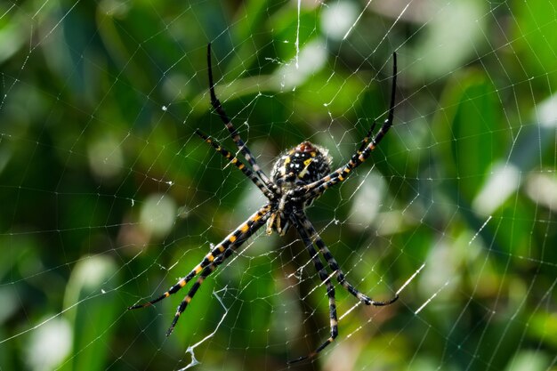 Disparo de enfoque selectivo de araña Argiope con bandas en la web