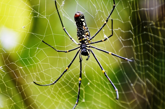 Disparo de enfoque selectivo de la araña haciendo una telaraña entre las ramas de los árboles