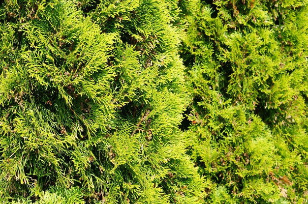 Disparo de enfoque selectivo de un árbol de jardín verde cubierto por la luz del sol