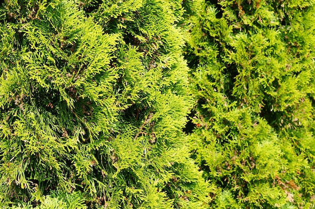 Disparo de enfoque selectivo de un árbol de jardín verde cubierto por la luz del sol