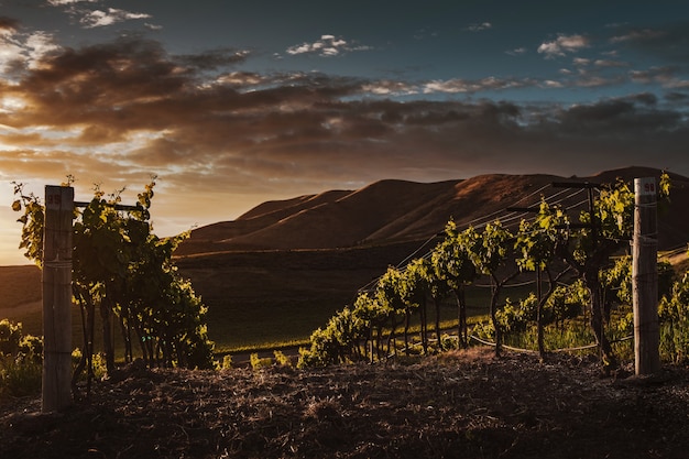 Foto gratuita disparo de enfoque selectivo de árboles de vid capturados en un hermoso viñedo en el crepúsculo