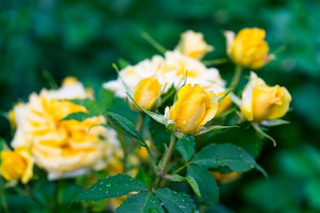 Disparo de enfoque selectivo de un arbusto de hermosas rosas amarillas de jardín