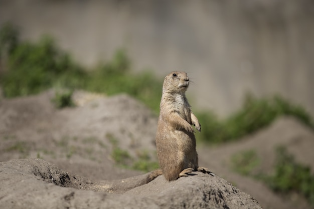 Foto gratuita disparo de enfoque selectivo de una ardilla linda