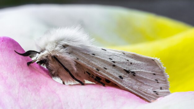 Disparo de enfoque selectivo de un armiño blanco sobre pétalos de rosa