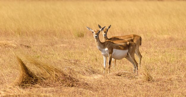 Disparo de enfoque selectivo de blackbucks silvestres que pastan en los pastos en el Parque Nacional Velavadar