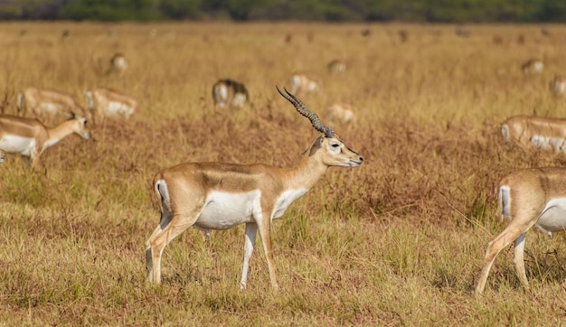 Disparo de enfoque selectivo de blackbucks silvestres que pastan en los pastos en el Parque Nacional Velavadar