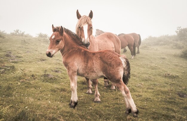 Disparo de enfoque selectivo de caballos marrones que pastan en un campo durante un clima brumoso