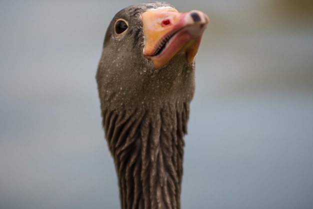 Foto gratuita disparo de enfoque selectivo de una cabeza de ganso gris