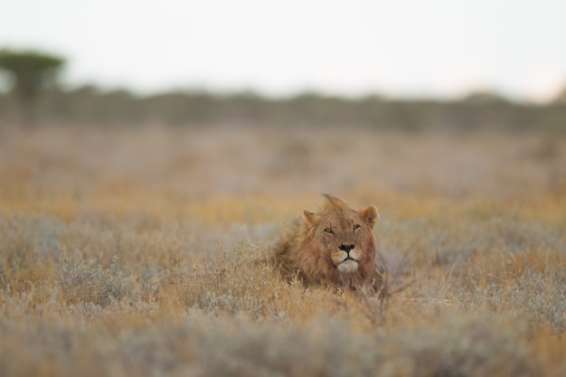 Foto gratuita disparo de enfoque selectivo de una cabeza de leones saliendo de un campo de hierba