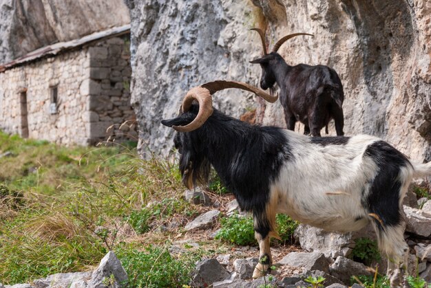 Disparo de enfoque selectivo de cabras en el paisaje rocoso