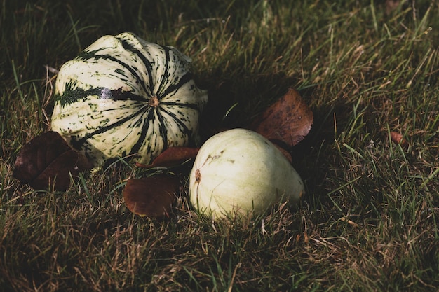 Disparo de enfoque selectivo de calabazas a medio crecer colocadas sobre un césped