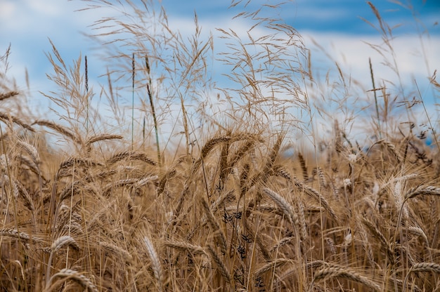 Disparo de enfoque selectivo de un campo de cultivos de trigo