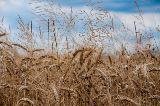 Disparo de enfoque selectivo de un campo de cultivos de trigo