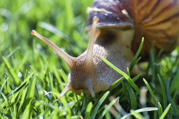 Disparo de enfoque selectivo de un caracol arrastrándose en un campo de hierba en Pretoria, Sudáfrica