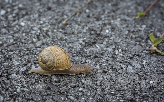 Foto gratuita disparo de enfoque selectivo de un caracol arrastrándose lentamente por el suelo