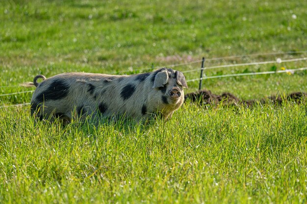 Disparo de enfoque selectivo de un cerdo blanco con manchas negras en el campo de la granja