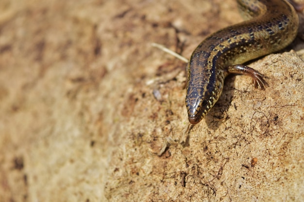 Disparo de enfoque selectivo de Chalcides ocellatus tomando el sol sobre una roca en la campiña maltesa