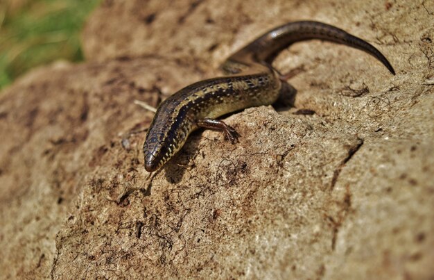 Disparo de enfoque selectivo de Chalcides ocellatus tomando el sol sobre una roca en la campiña maltesa