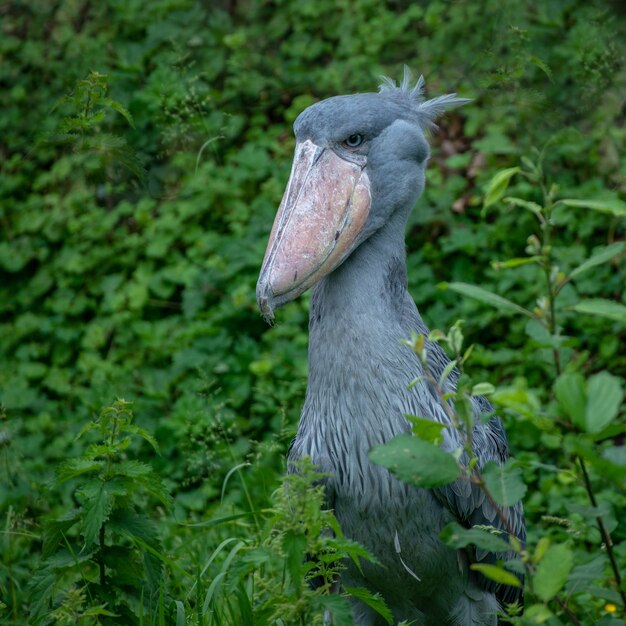 Disparo de enfoque selectivo de una cigüeña shoebill rodeada de vegetación