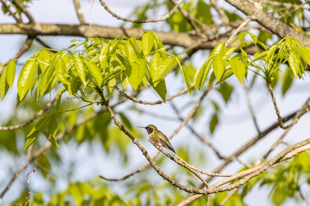 Disparo de enfoque selectivo de un colibrí posado en la rama de un árbol