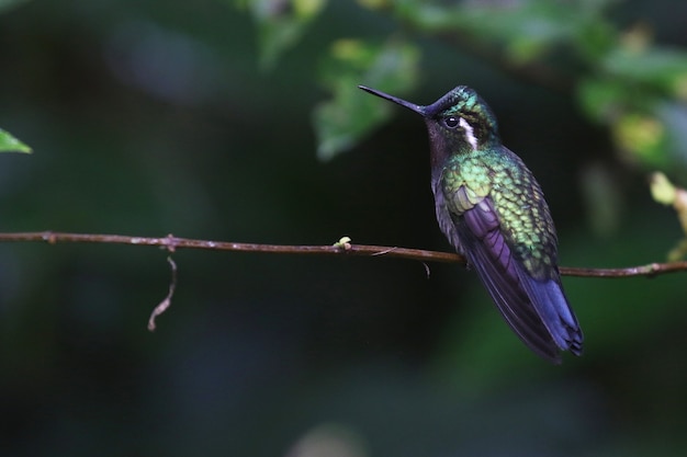 Disparo de enfoque selectivo de un colibrí verde-violeta posado en una rama delgada