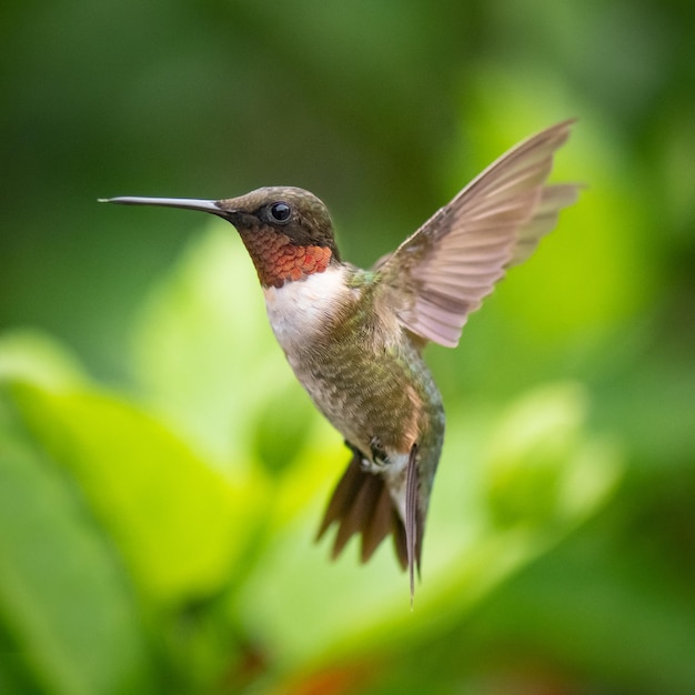Foto gratuita disparo de enfoque selectivo de un colibrí en vuelo