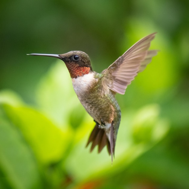 Disparo de enfoque selectivo de un colibrí en vuelo