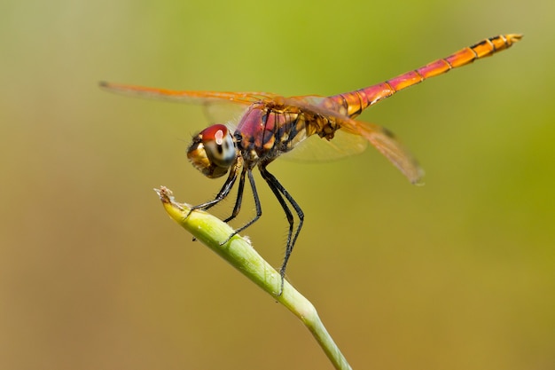 Disparo de enfoque selectivo de una colorida libélula al aire libre durante el día