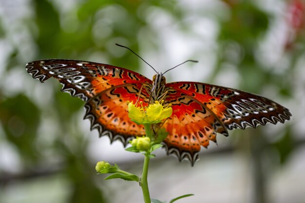 Disparo de enfoque selectivo de una colorida mariposa Cethosia