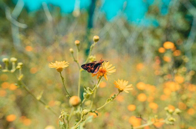 Disparo de enfoque selectivo de una colorida mariposa sobre una flor de naranja