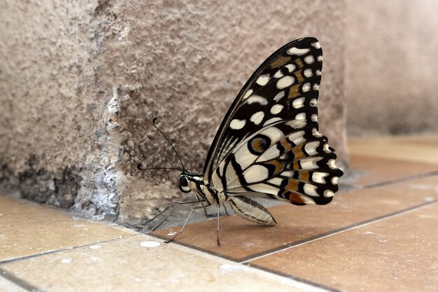 Disparo de enfoque selectivo de una colorida mariposa sobre suelo marrón