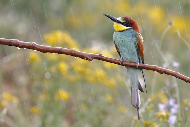 Disparo de enfoque selectivo de un colorido abejaruco sentado en una rama bajo la lluvia