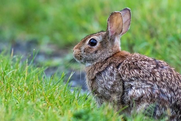 Disparo de enfoque selectivo de un conejo de rabo blanco oriental en el campo verde