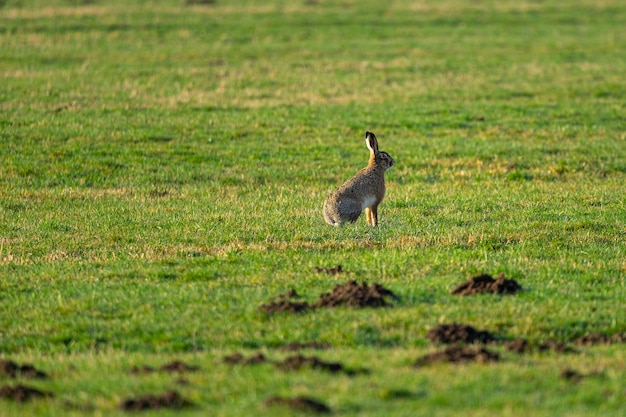 Disparo de enfoque selectivo de un conejo se sienta en el suelo de hierba